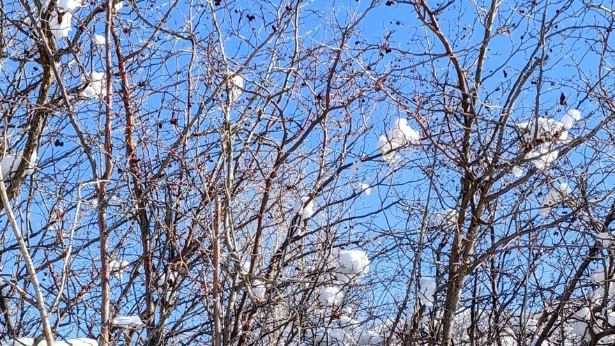 A close-up view of the bare branches of a Hawthorn tree